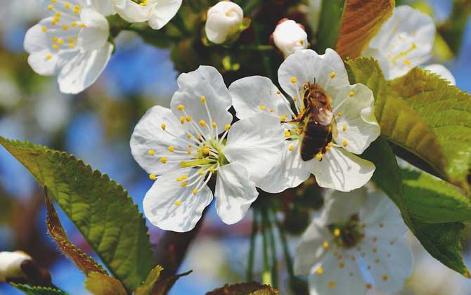 蜂毒能讓陰莖增大嗎？