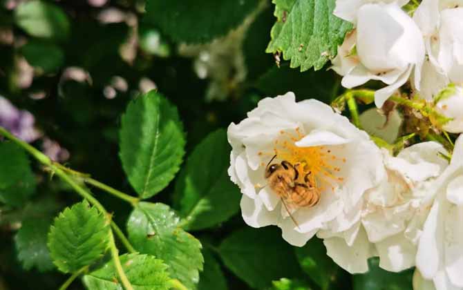 蜂毒對腎的副作用有哪些？