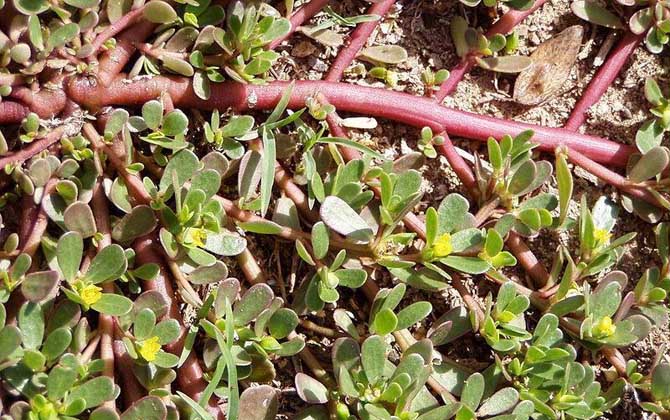 解蜂毒的中草藥有哪些？