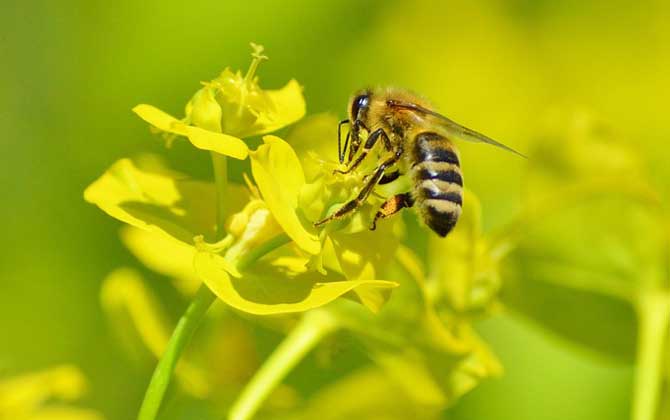 蜂療對什么病最有效？