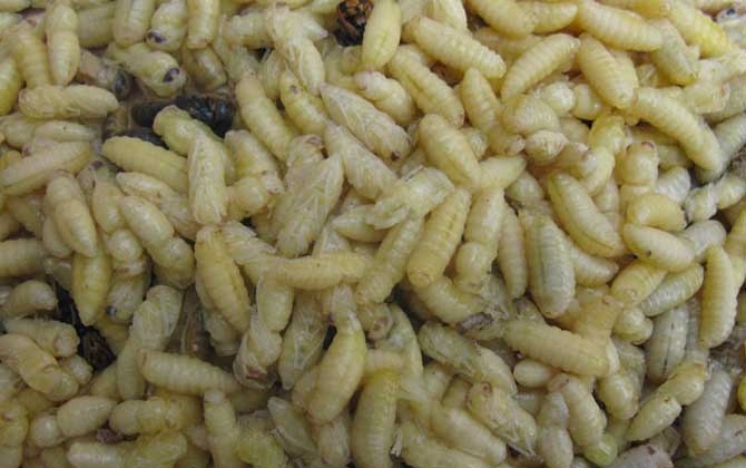 蜂蛹怎么吃最有營養(yǎng)？