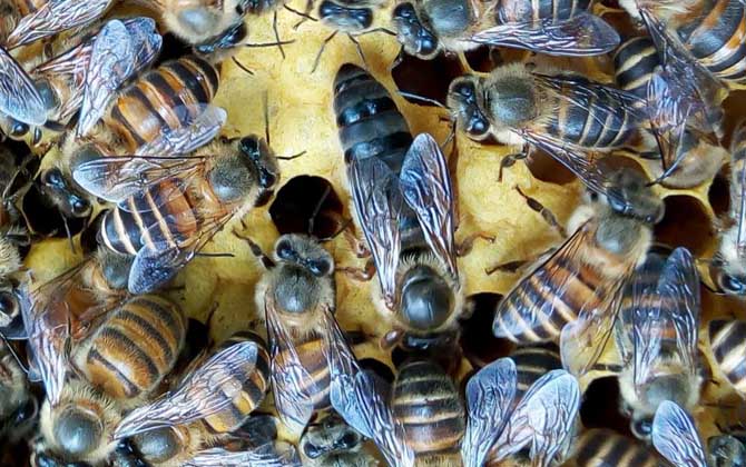 蜂王是公的還是母的？