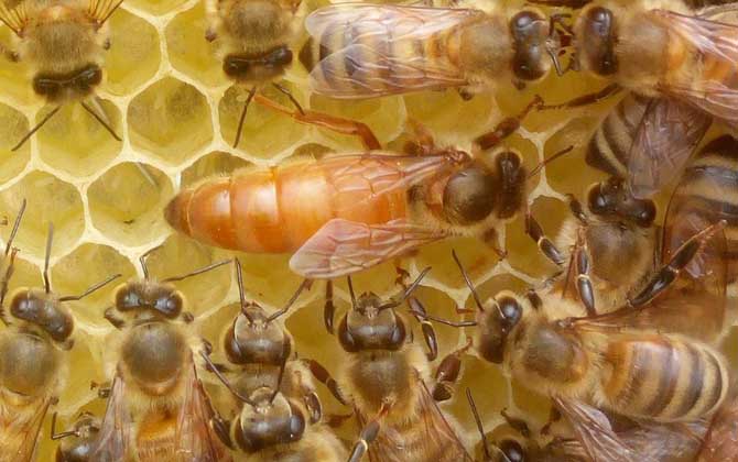 蜂王怎么識別和尋找？