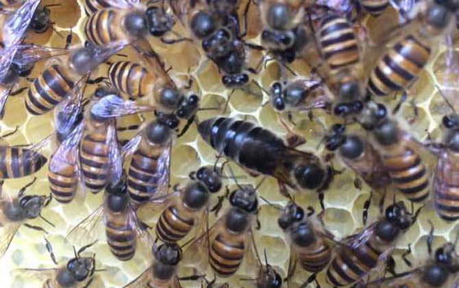 養蜂怎樣人工育王最簡單？