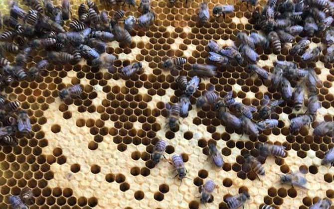 急造王臺與自然王臺有差別嗎？