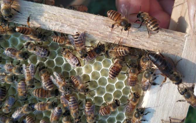 蜂群沒有蜂王會怎么樣？