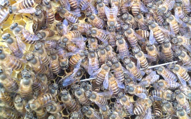 新蜂王沒有雄蜂怎么辦？