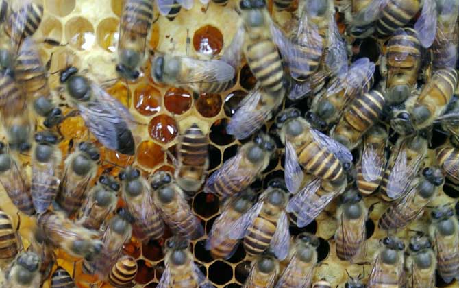 處女蜂王怎么處理才好？