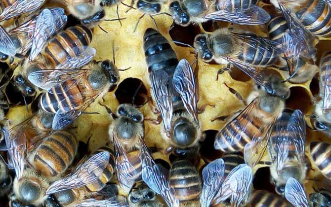 沒有蜂王怎么養好蜜蜂？