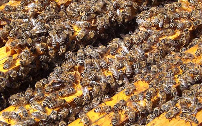 冬天蜂王為什么停止產卵？