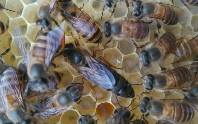 蜂王和蜂后有什么區別？