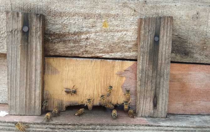 巧自制土蜂箱及注意事項(xiàng)