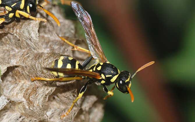 胡蜂、馬蜂、黃蜂、蜜蜂的區別