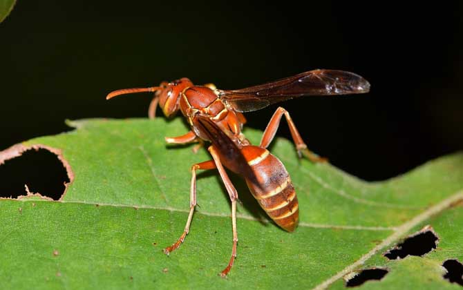 馬蜂和黃蜂的區別
