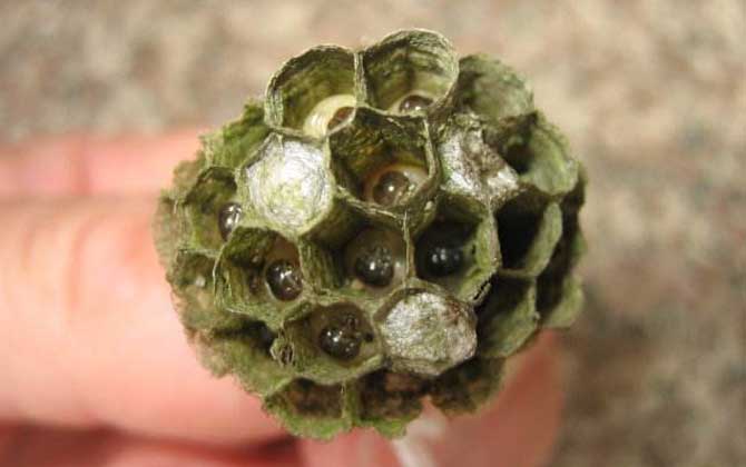 怎樣捅馬蜂窩才安全？