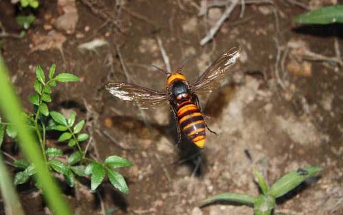 金環胡蜂的種類及圖片大全