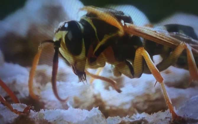 怎么才能徹底趕走馬蜂？