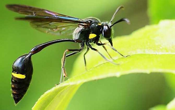 細(xì)腰蜂是益蟲還是害蟲？