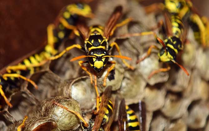 養(yǎng)胡蜂有什么經(jīng)濟價值？