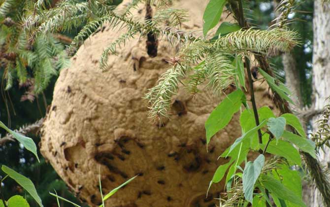馬蜂的蜂窩里有蜂蜜嗎？