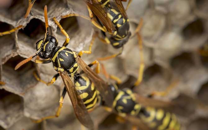 被馬蜂蟄了多久毒發(fā)？