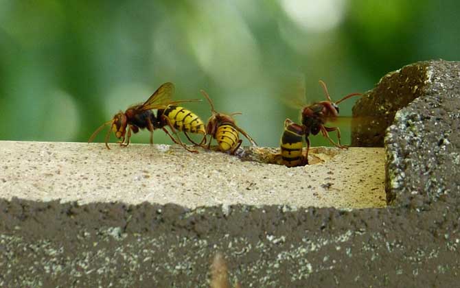 馬蜂報復的原理及驅趕方法
