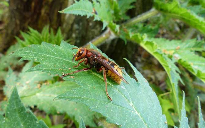 人工養殖胡蜂不筑巢怎么辦？