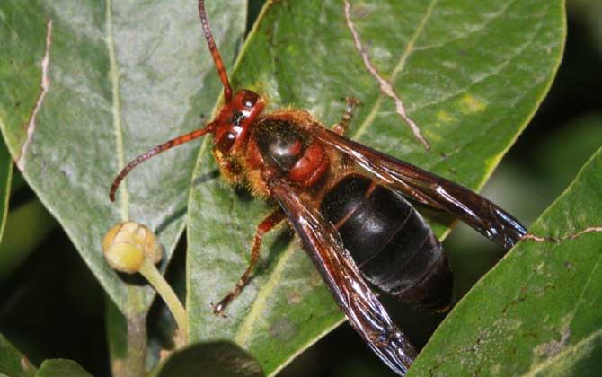 牛角蜂蟄了多久過危險期？