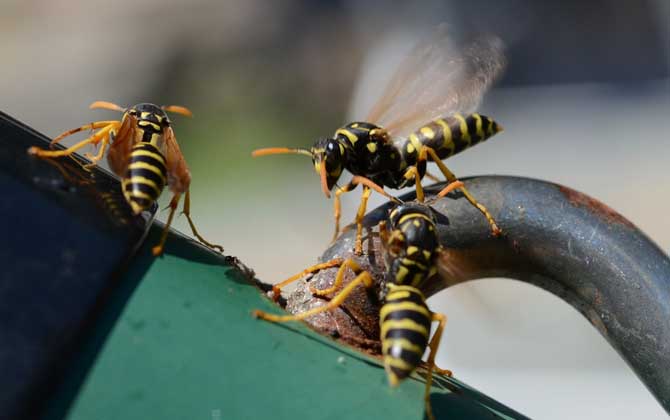 牛角蜂怕什么味道？