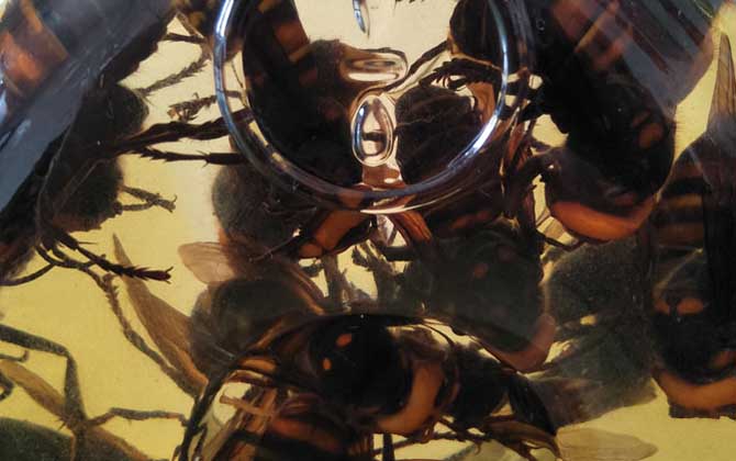 地雷蜂泡酒有什么功效？