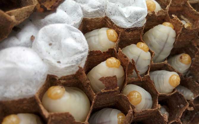 養(yǎng)馬蜂靠什么賺錢？