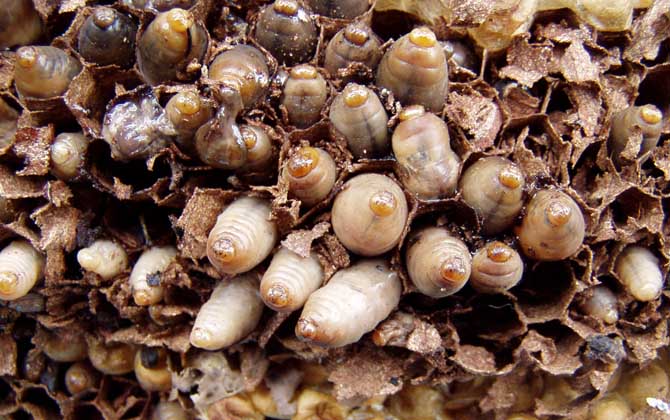 人頭蜂窩多少錢一斤？