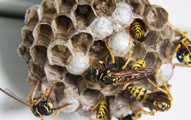 窗外有馬蜂窩吉利嗎？