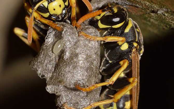 馬蜂記仇會記多久？