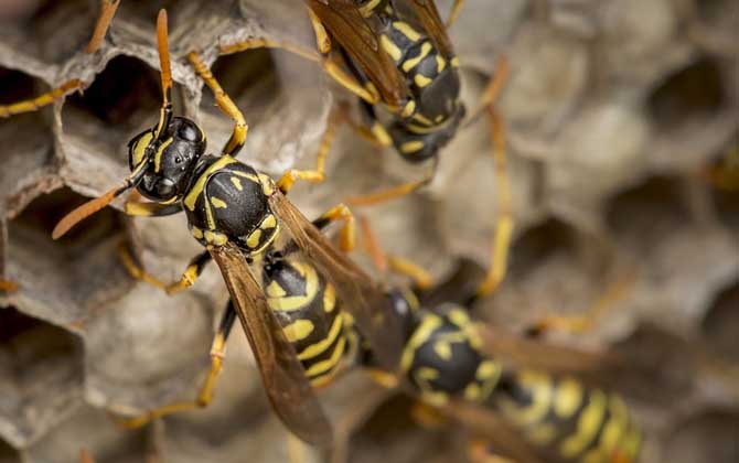 馬蜂在窗戶角筑巢怎么辦？