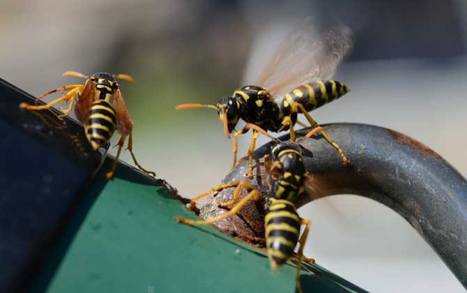 馬蜂蟄了幾個小時算安全？