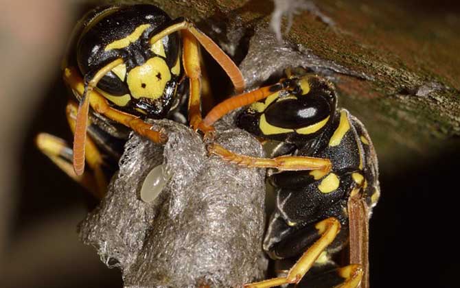 為什么家里招馬蜂？