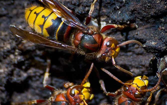 怎么判斷蜂針在不在？