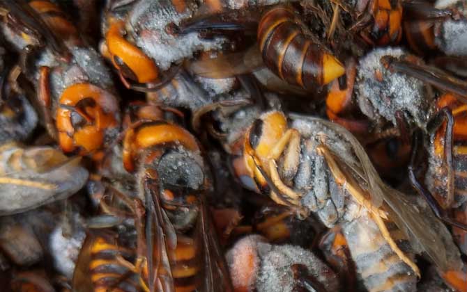 人頭蜂泡酒的壯陽功效是真的嗎？