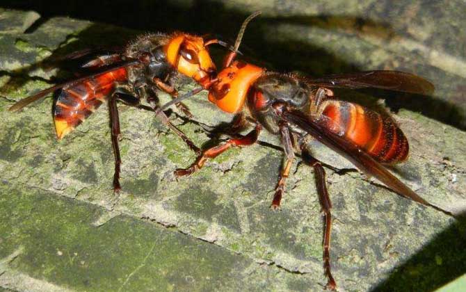 中國大虎頭蜂多少錢一只？