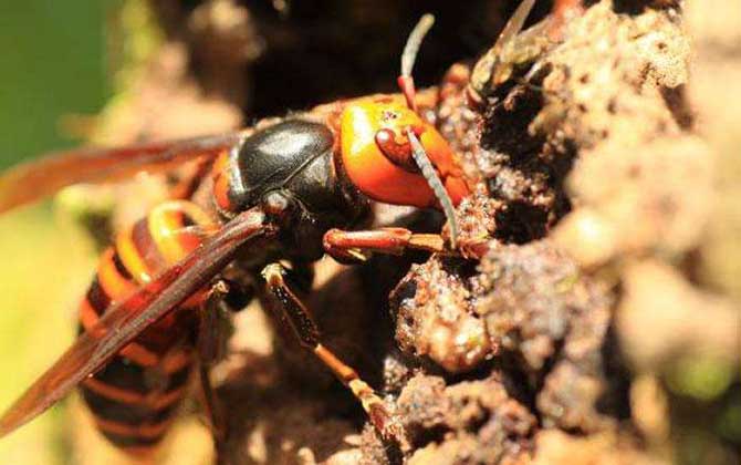 虎頭蜂蟄到會死人嗎？