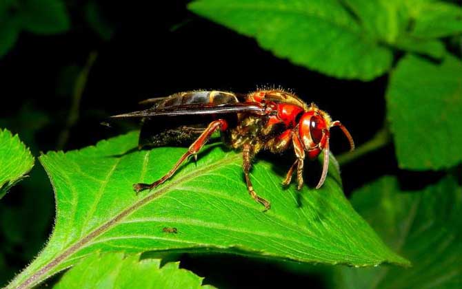 黑腹虎頭蜂的毒性大嗎？