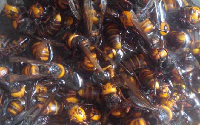 虎頭蜂酒的功效與作用及制作方法