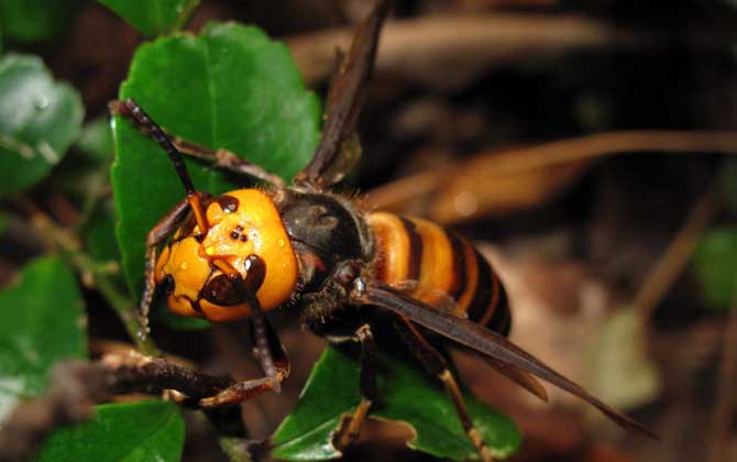 鬼頭蜂和虎頭蜂哪個(gè)厲害？