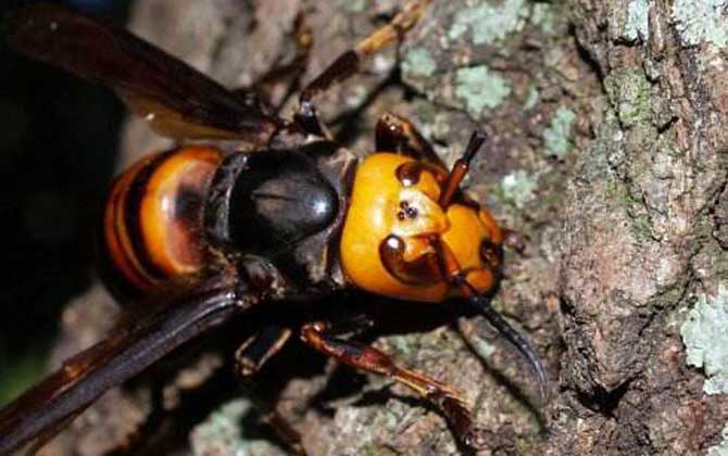 虎頭蜂做窩的風(fēng)水怎么樣？