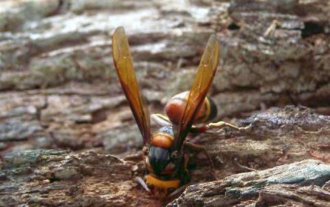 被虎頭蜂蟄了用什么藥？