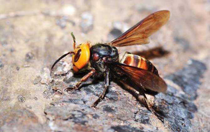 虎頭蜂vs日本大黃蜂誰厲害？