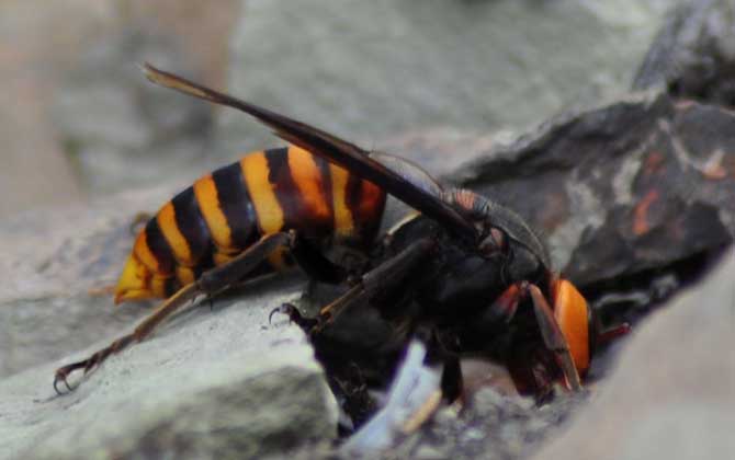 地雷蜂和虎頭蜂哪個厲害？
