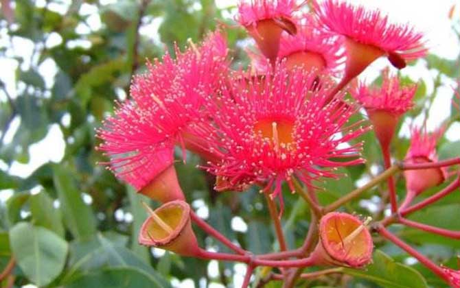 桉樹什么時候開花？