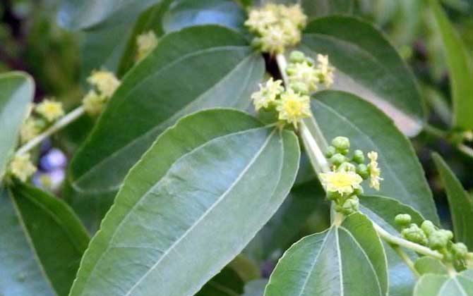 棗樹什么時候開花？